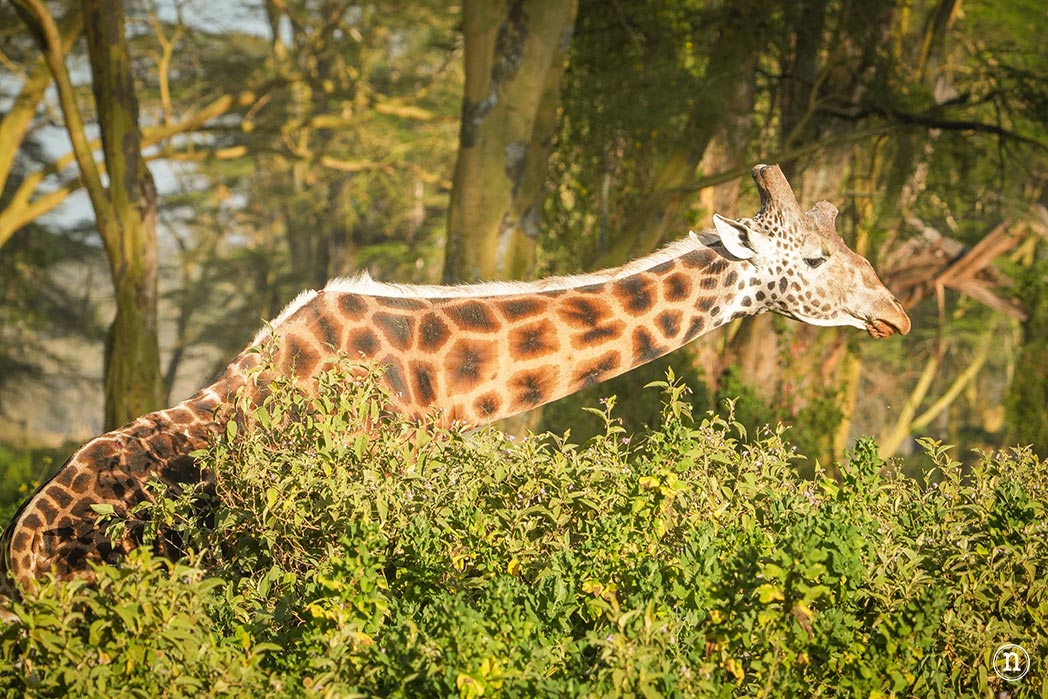 P. N. Lago Nakuru, agua, sabana y el Gran Valle del Rift de Kenia