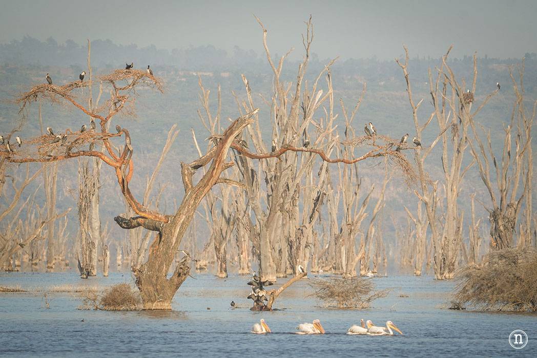 P. N. Lago Nakuru, agua, sabana y el Gran Valle del Rift de Kenia