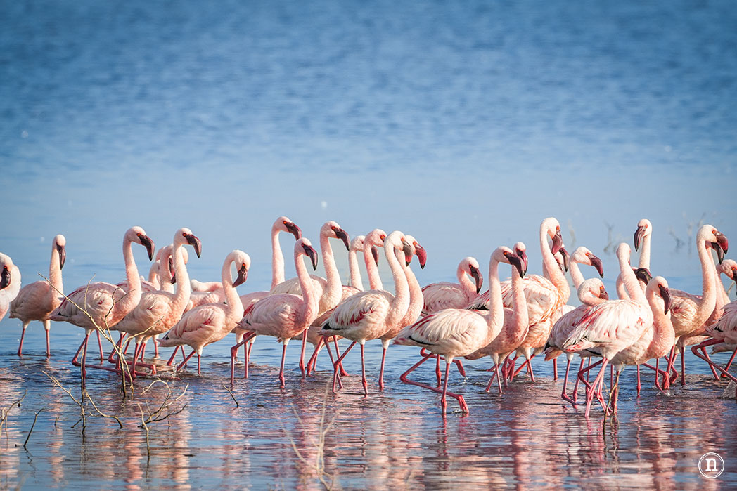 P. N. Lago Nakuru, agua, sabana y el Gran Valle del Rift de Kenia