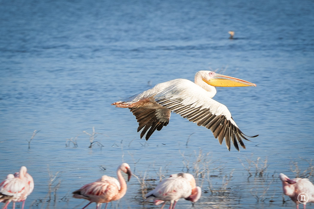 P. N. Lago Nakuru, agua, sabana y el Gran Valle del Rift de Kenia