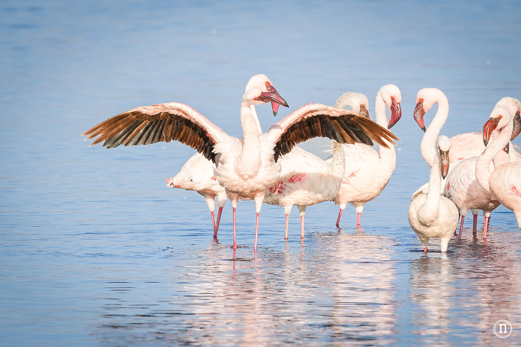 P. N. Lago Nakuru, agua, sabana y el Gran Valle del Rift de Kenia