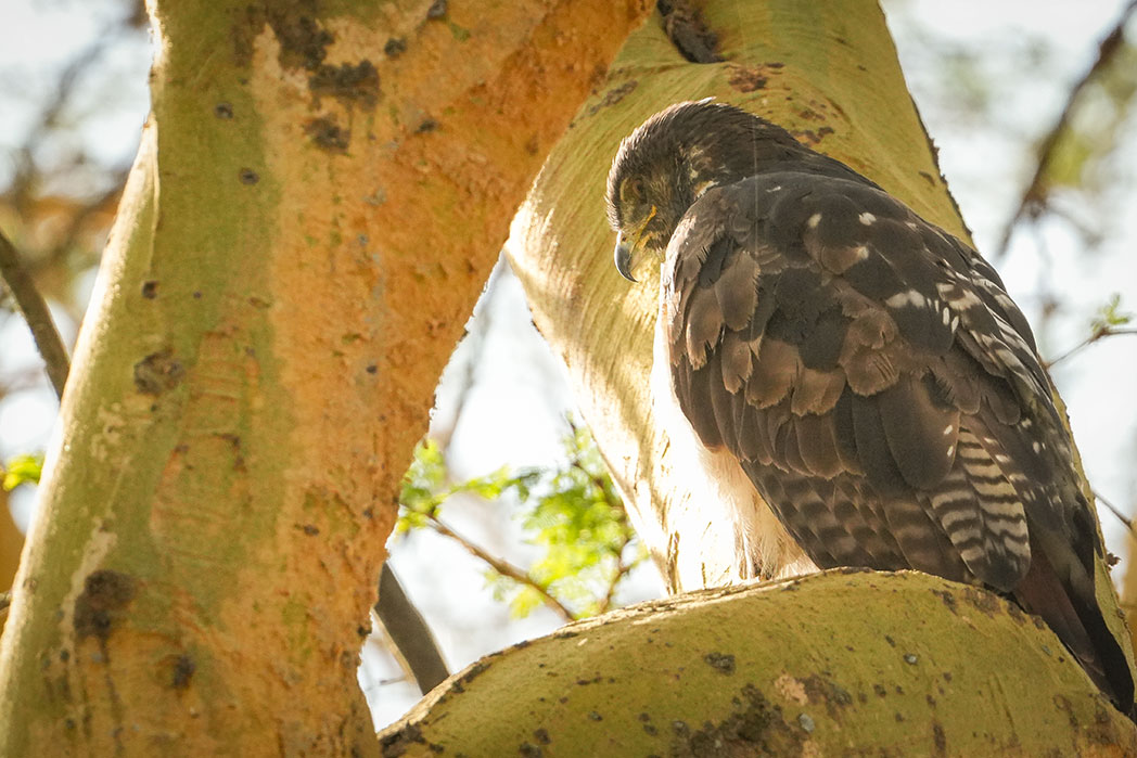P. N. Lago Nakuru, agua, sabana y el Gran Valle del Rift de Kenia