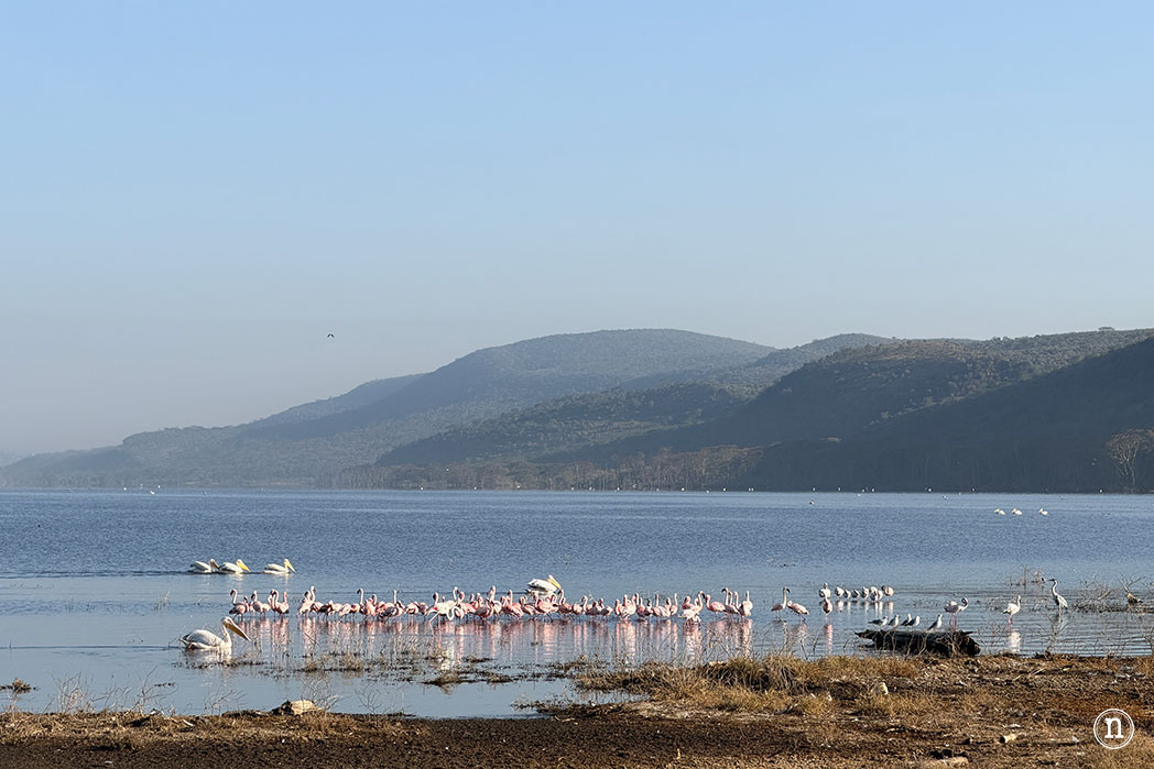 P. N. Lago Nakuru, agua, sabana y el Gran Valle del Rift de Kenia
