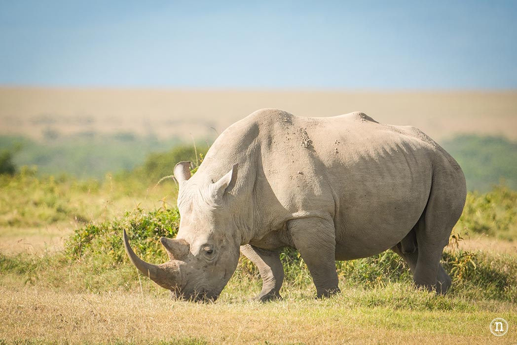 P. N. Lago Nakuru, agua, sabana y el Gran Valle del Rift de Kenia