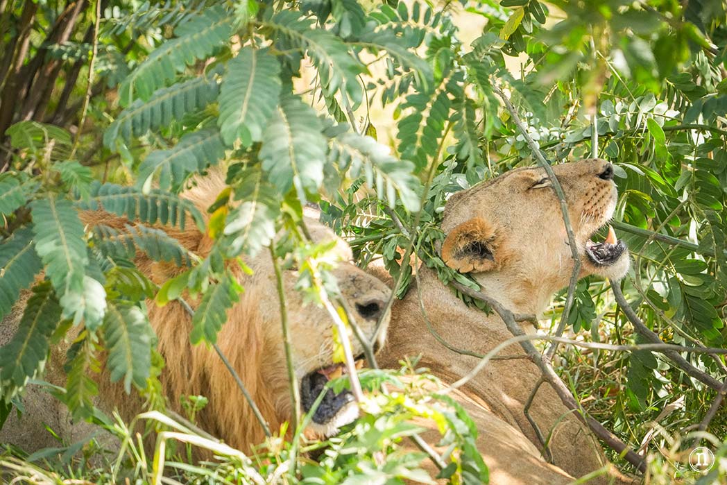 No nos extraña que en las zonas rurales predominen los burros en lugar de vehículos.