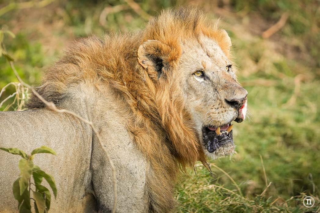 P. N. Lago Nakuru, agua, sabana y el Gran Valle del Rift de Kenia