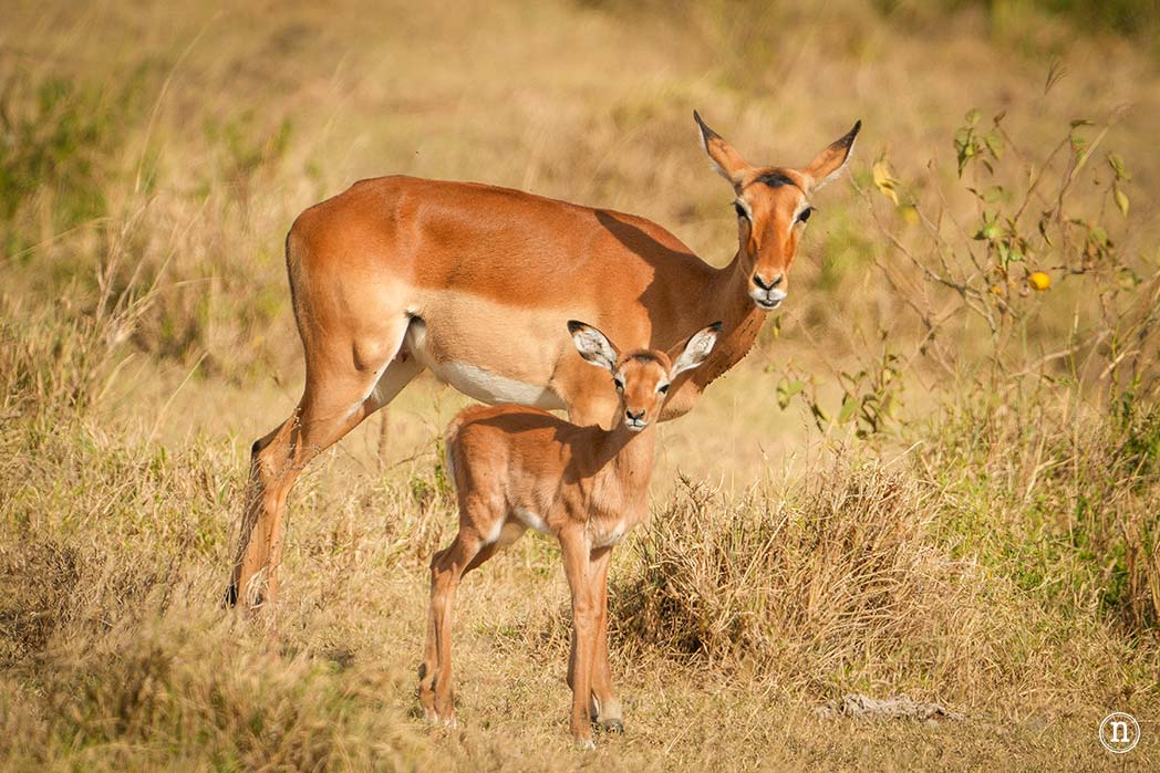 P. N. Lago Nakuru, agua, sabana y el Gran Valle del Rift de Kenia