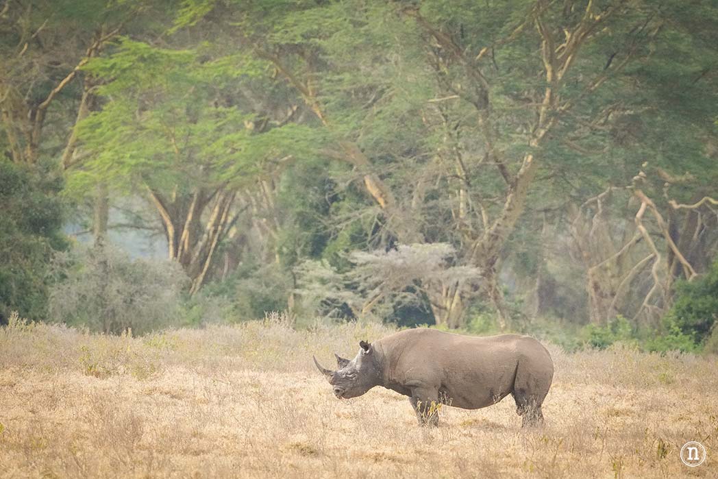 P. N. Lago Nakuru, agua, sabana y el Gran Valle del Rift de Kenia