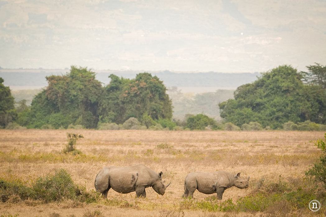 P. N. Lago Nakuru, agua, sabana y el Gran Valle del Rift de Kenia