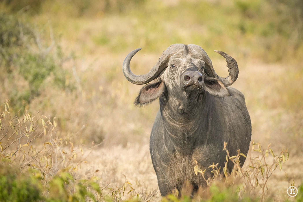 P. N. Lago Nakuru, agua, sabana y el Gran Valle del Rift de Kenia