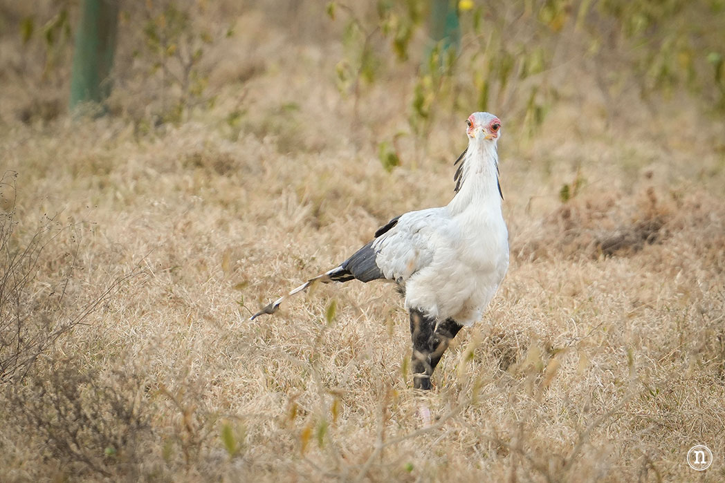 P. N. Lago Nakuru, agua, sabana y el Gran Valle del Rift de Kenia