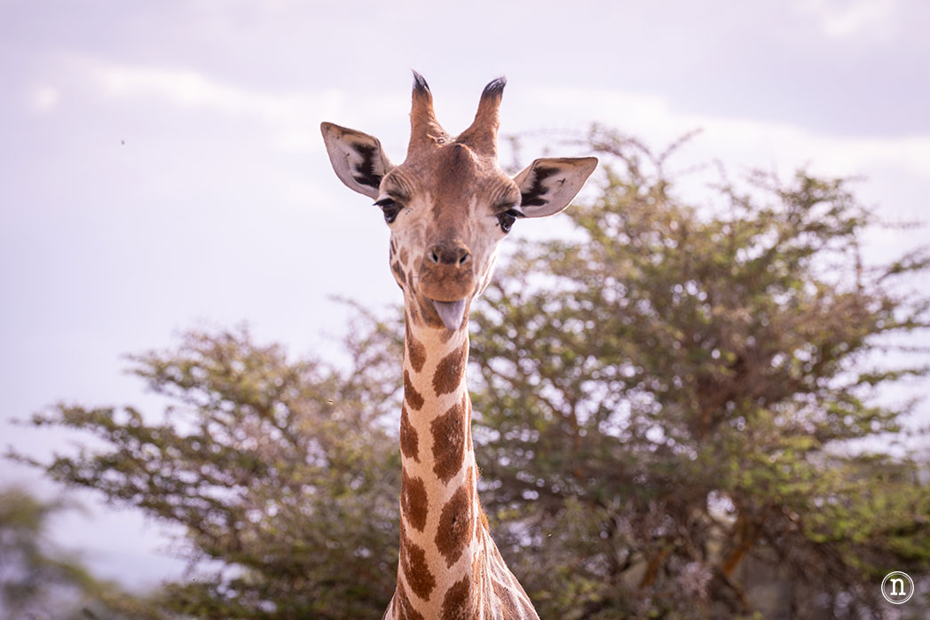P. N. Lago Nakuru, agua, sabana y el Gran Valle del Rift de Kenia
