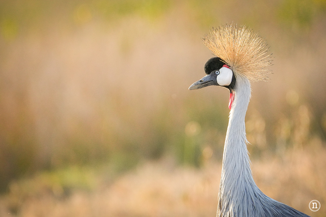 P. N. Lago Nakuru, agua, sabana y el Gran Valle del Rift de Kenia