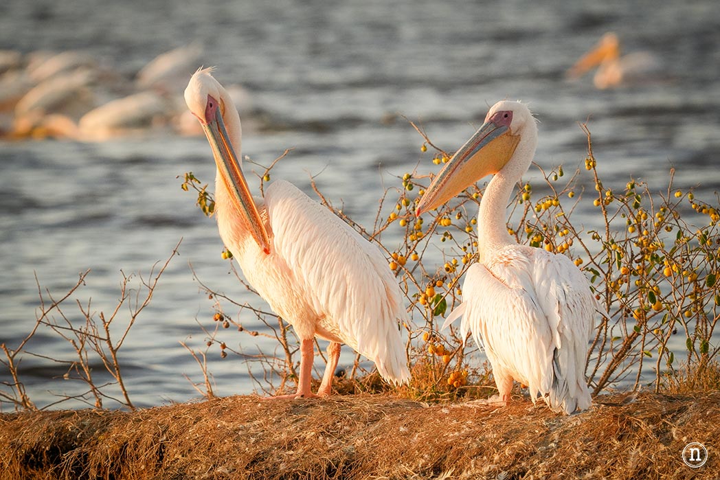 P. N. Lago Nakuru, agua, sabana y el Gran Valle del Rift de Kenia
