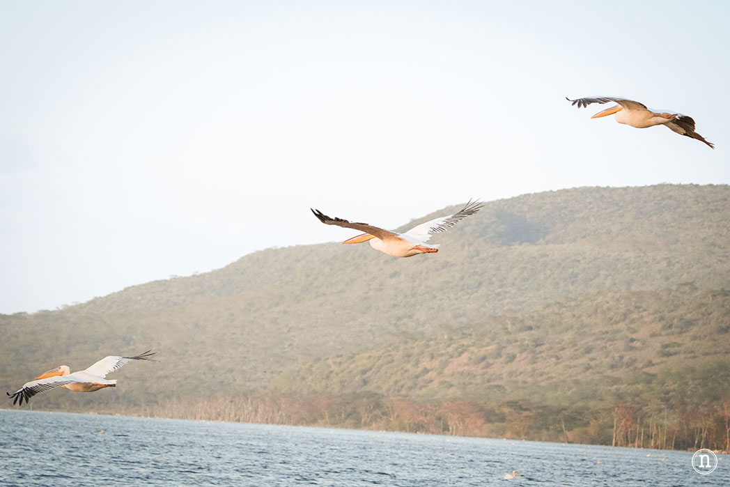 P. N. Lago Nakuru, agua, sabana y el Gran Valle del Rift de Kenia