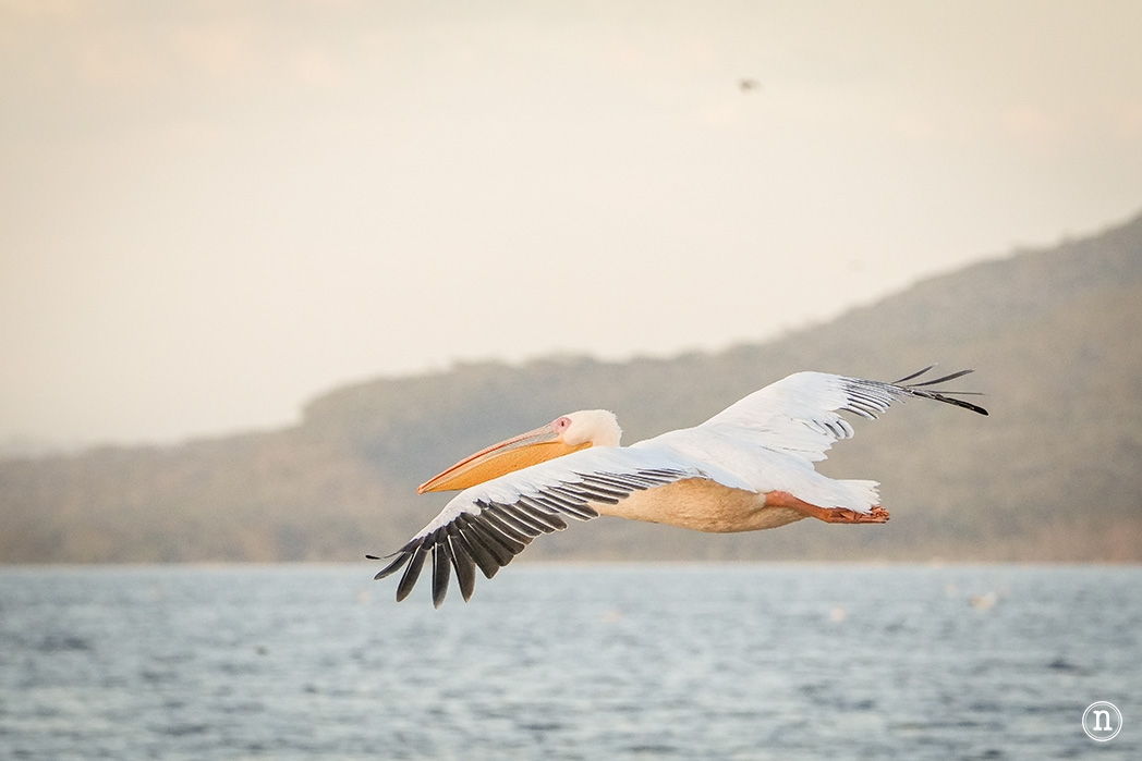 P. N. Lago Nakuru, agua, sabana y el Gran Valle del Rift de Kenia