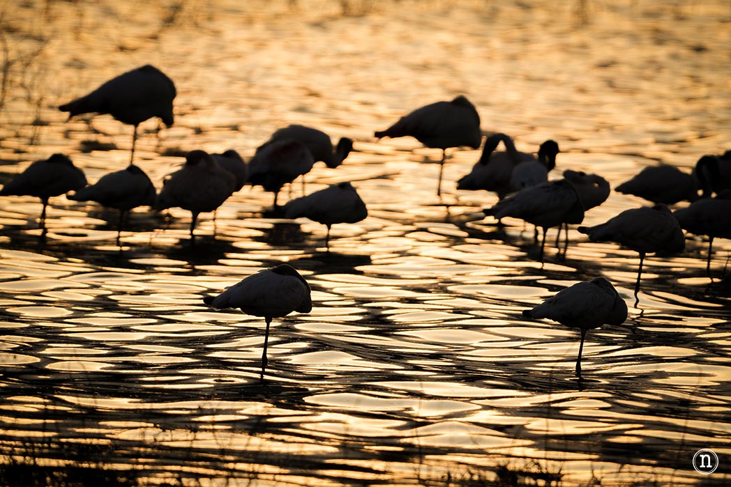 P. N. Lago Nakuru, agua, sabana y el Gran Valle del Rift de Kenia