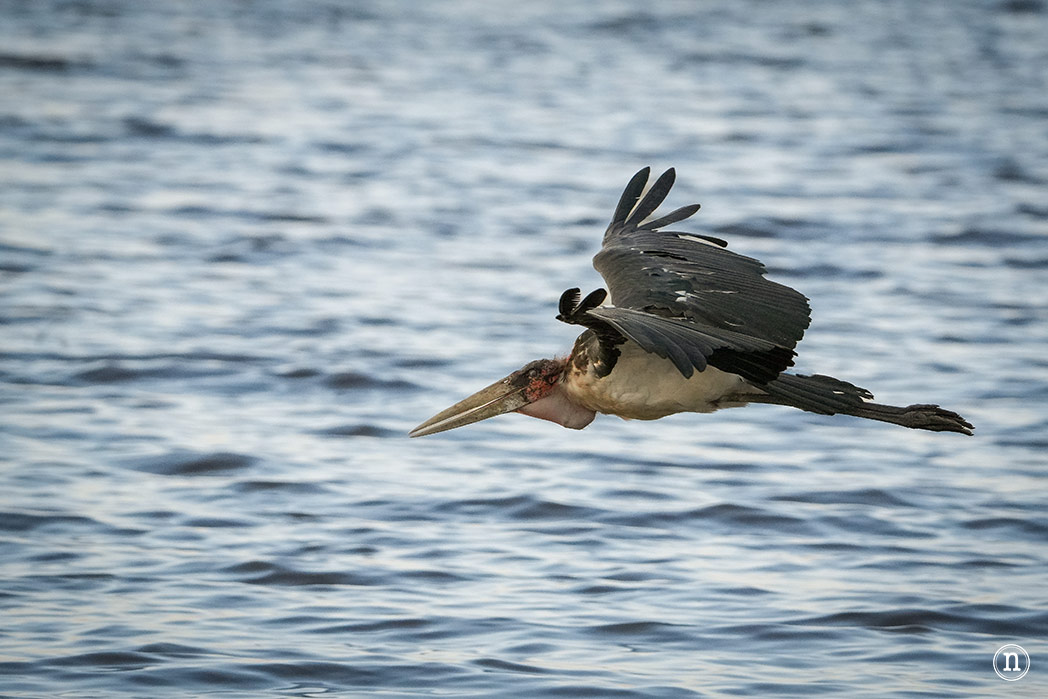 P. N. Lago Nakuru, agua, sabana y el Gran Valle del Rift de Kenia