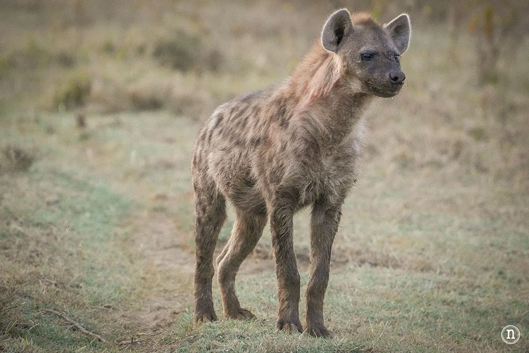 P. N. Lago Nakuru, agua, sabana y el Gran Valle del Rift de Kenia
