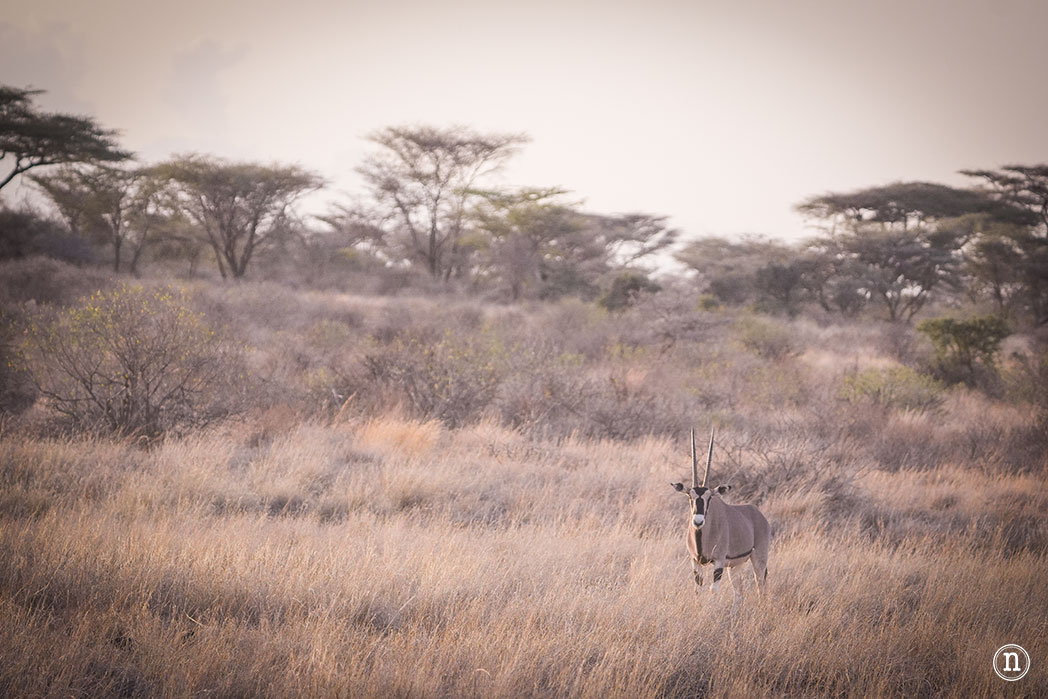 Reserva Nacional de Samburu, nuestro primer safari en Kenia