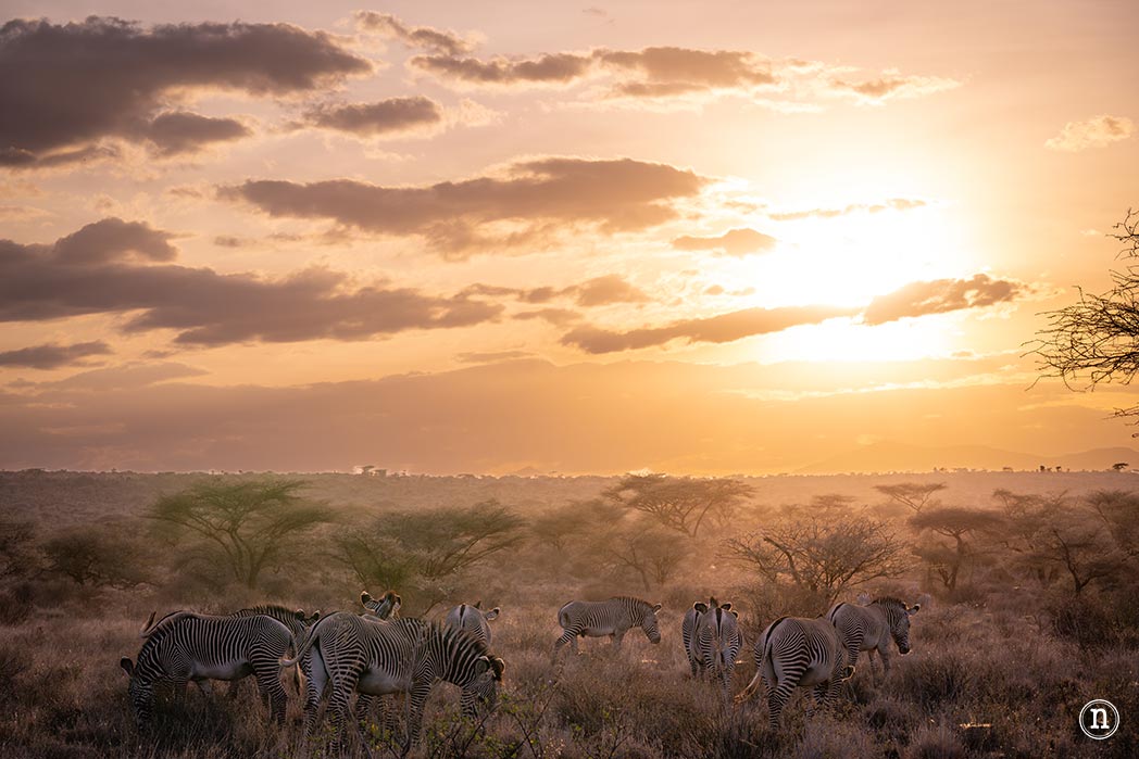 Reserva Nacional de Samburu, nuestro primer safari en Kenia