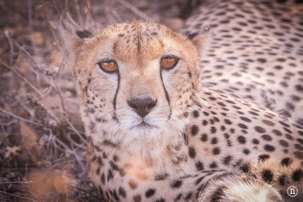 Reserva Nacional de Samburu, nuestro primer safari en Kenia