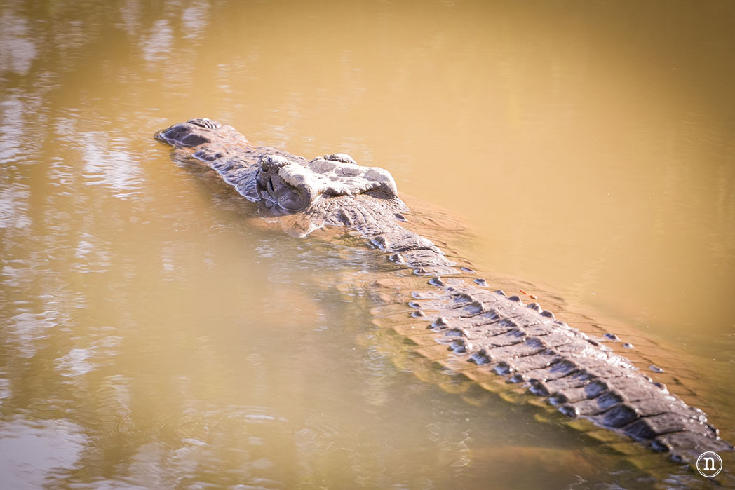 Reserva Nacional de Samburu, nuestro primer safari en Kenia