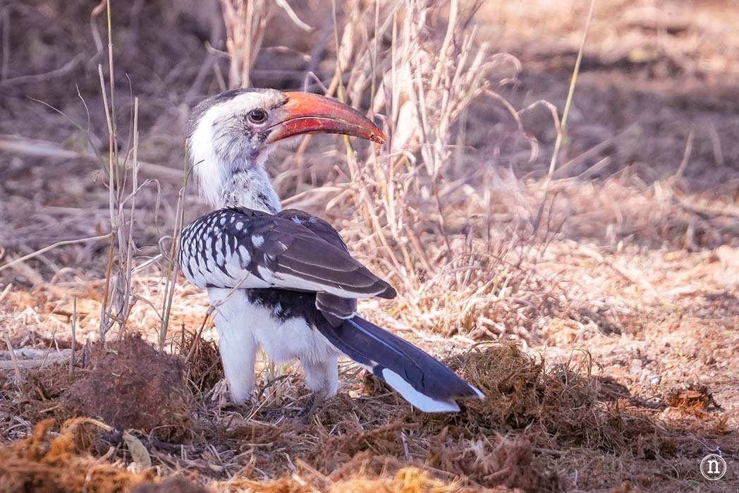 Reserva Nacional de Samburu, nuestro primer safari en Kenia