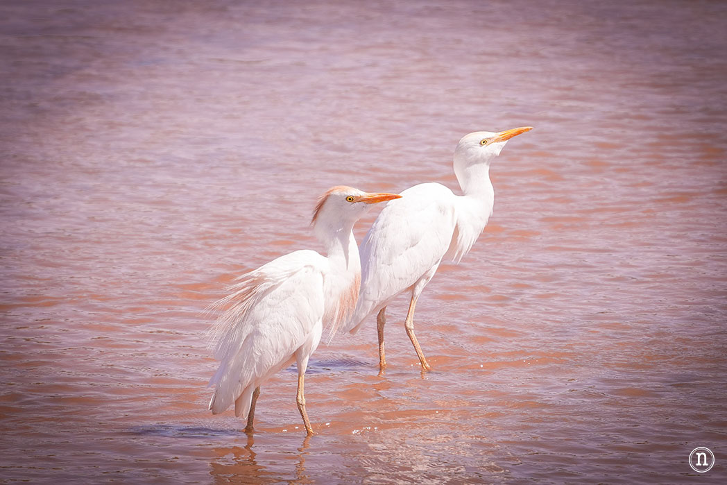 Reserva Nacional de Samburu, nuestro primer safari en Kenia