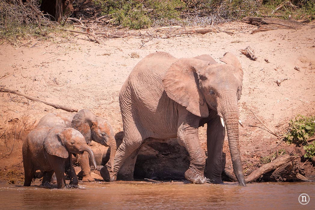 Reserva Nacional de Samburu, nuestro primer safari en Kenia