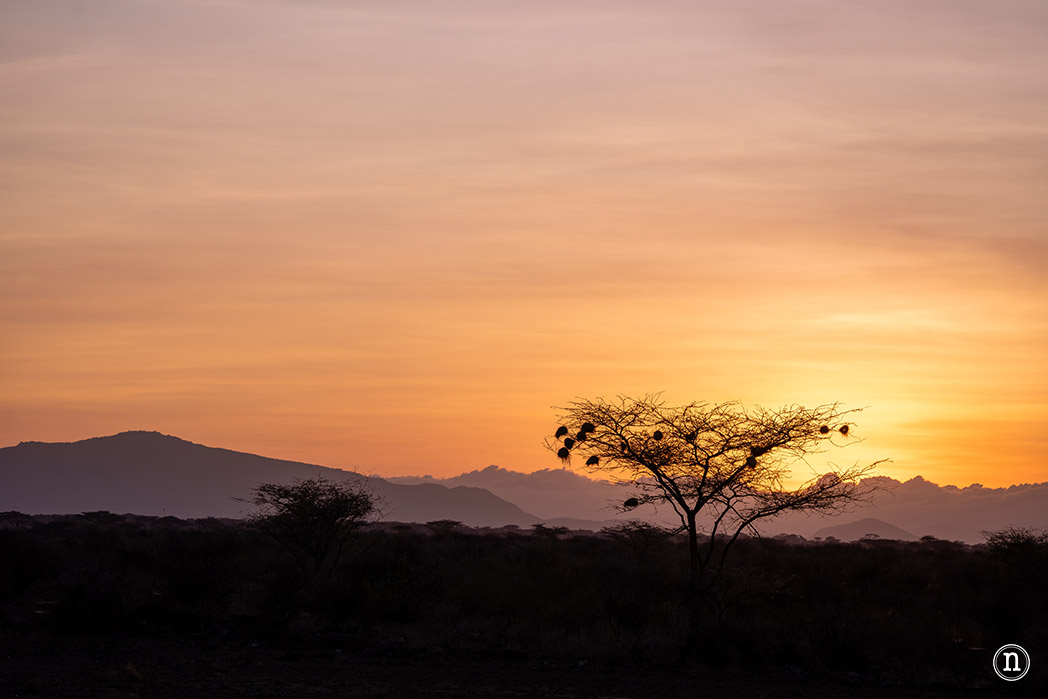 Reserva Nacional de Samburu, nuestro primer safari en Kenia