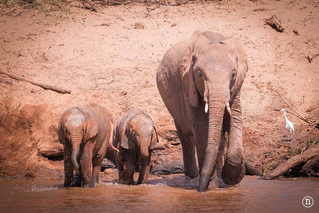 Reserva Nacional de Samburu, nuestro primer safari en Kenia