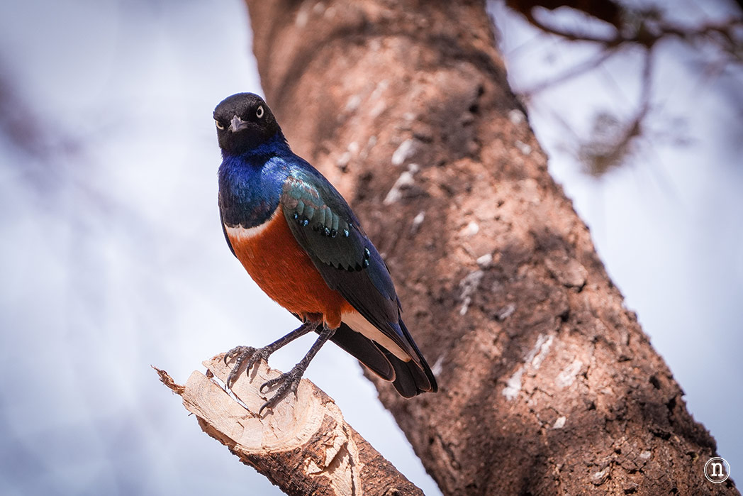 Reserva Nacional de Samburu, nuestro primer safari en Kenia