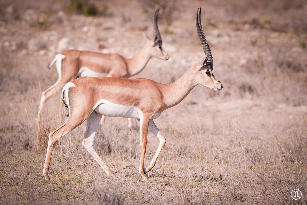 Reserva Nacional de Samburu, nuestro primer safari en Kenia