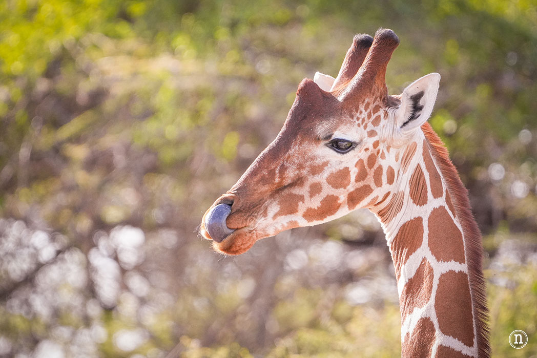 Reserva Nacional de Samburu, nuestro primer safari en Kenia
