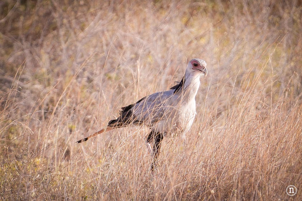 Reserva Nacional de Samburu, nuestro primer safari en Kenia