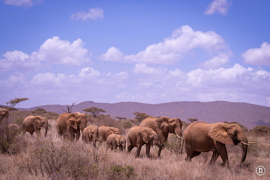 Reserva Nacional de Samburu, nuestro primer safari en Kenia