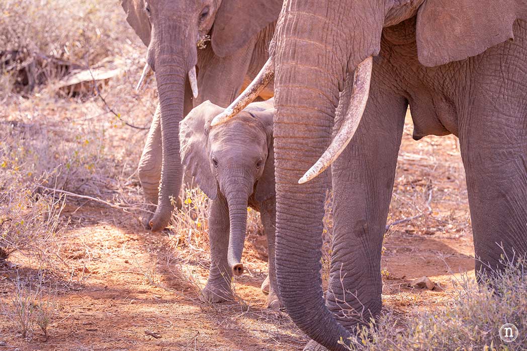 Reserva Nacional de Samburu, nuestro primer safari en Kenia