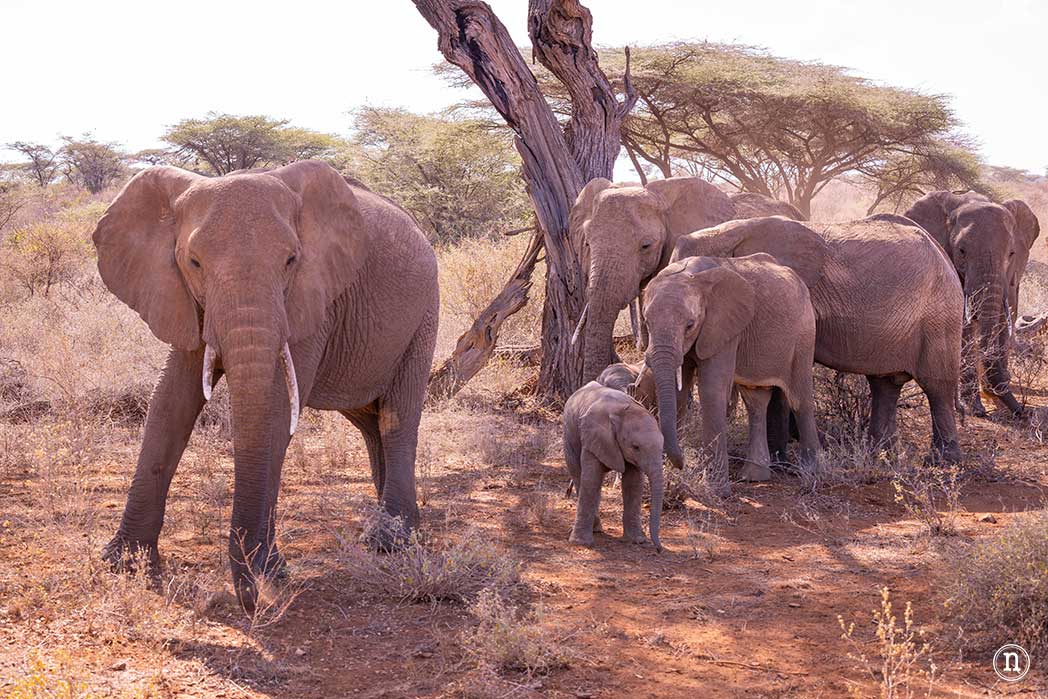 Reserva Nacional de Samburu, nuestro primer safari en Kenia