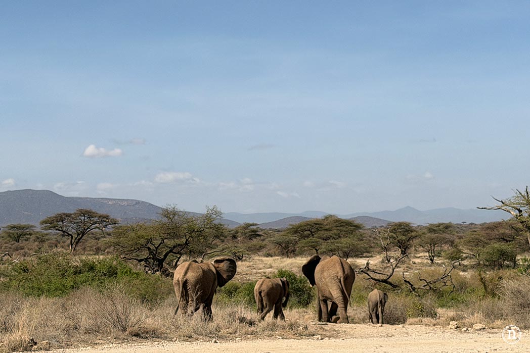 Reserva Nacional de Samburu, nuestro primer safari en Kenia