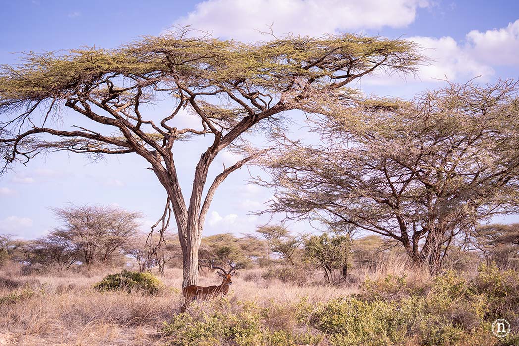 Reserva Nacional de Samburu, nuestro primer safari en Kenia