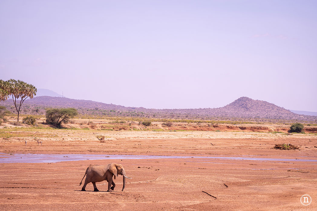 Reserva Nacional de Samburu, nuestro primer safari en Kenia