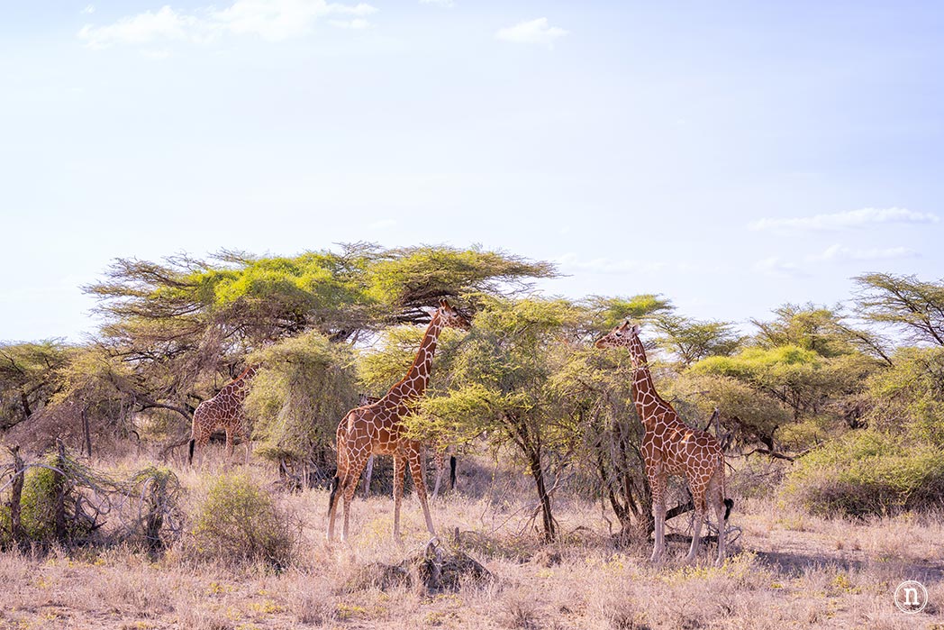 Reserva Nacional de Samburu, nuestro primer safari en Kenia