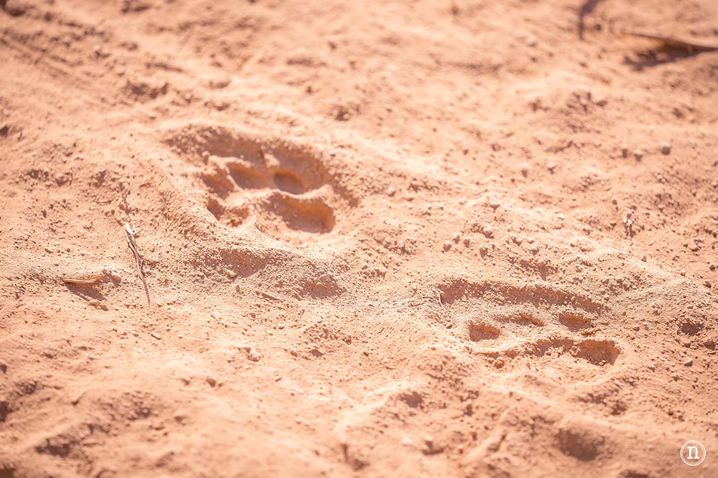 Reserva Nacional de Samburu, nuestro primer safari en Kenia