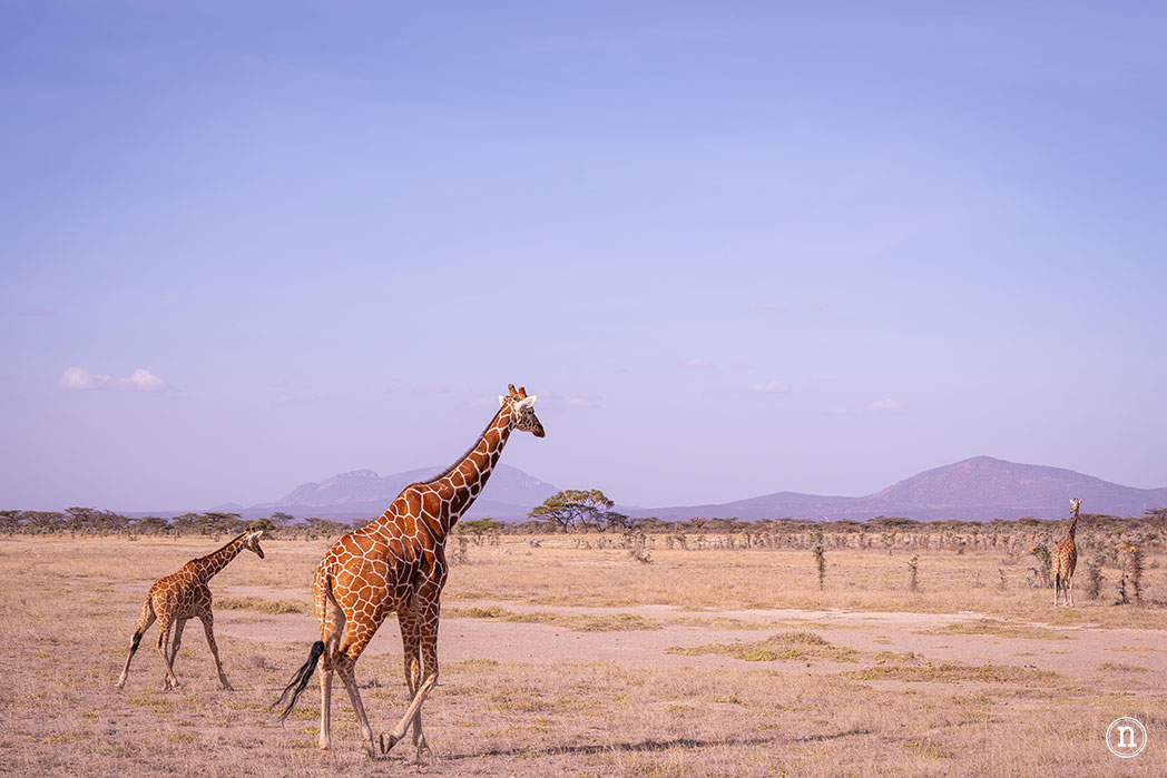 Reserva Nacional de Samburu, nuestro primer safari en Kenia