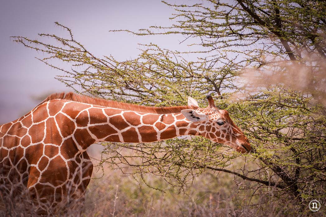 Reserva Nacional de Samburu, nuestro primer safari en Kenia
