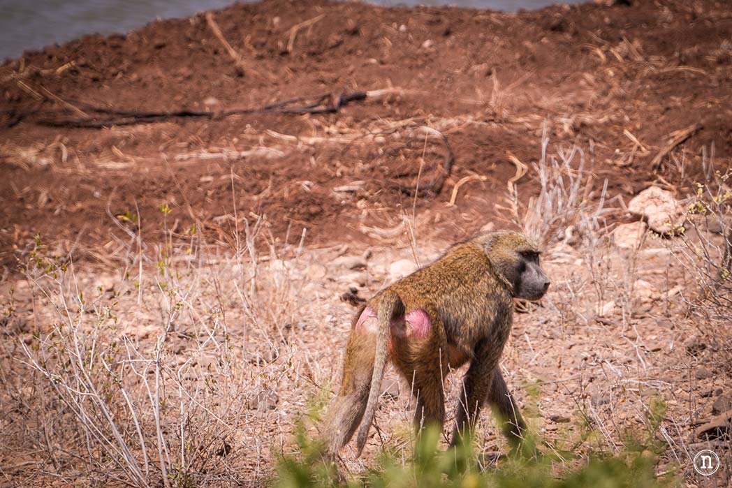 Reserva Nacional de Samburu, nuestro primer safari en Kenia