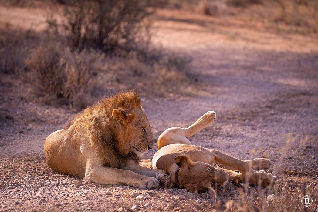 Reserva Nacional de Samburu, nuestro primer safari en Kenia