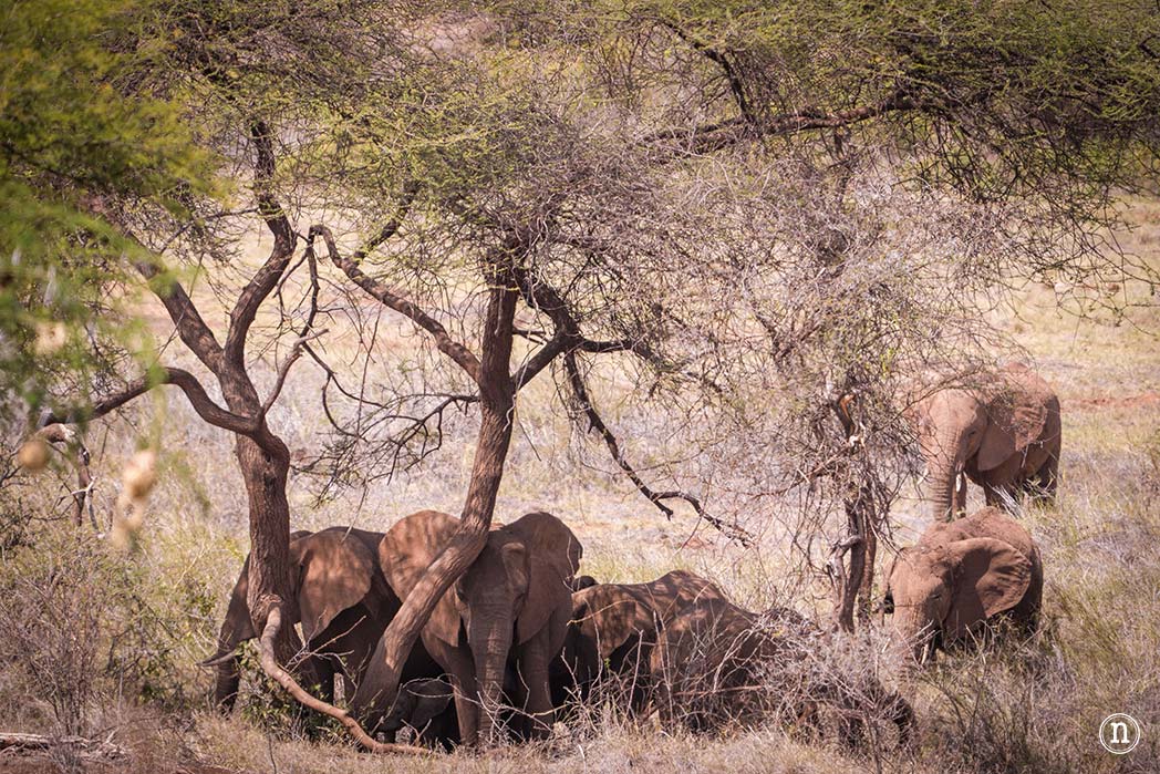 Reserva Nacional de Samburu, nuestro primer safari en Kenia