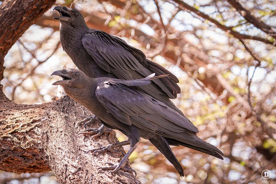 Reserva Nacional de Samburu, nuestro primer safari en Kenia